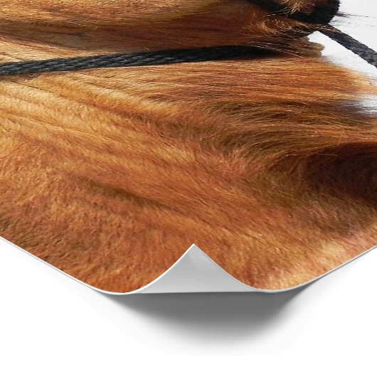 Camels KissingFunny Poster (Hoek)