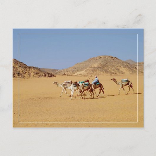 Camels nabij Wadi El-Seboua Temple, Egypte Briefkaart (Voorkant)