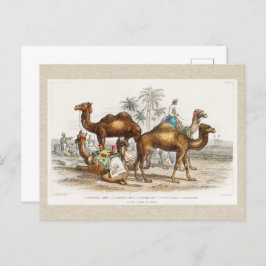 Camels of India Illustration, 1820 Briefkaart