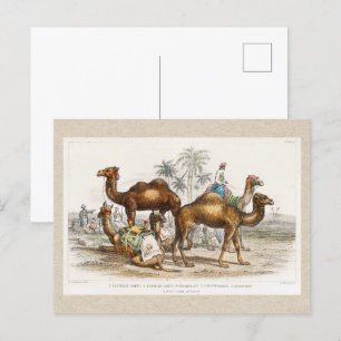 Camels of India  Illustration, 1820 Briefkaart