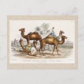 Camels of India Illustration, 1820 Briefkaart (Voorkant)