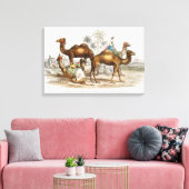 Camels of India  Illustration, 1820 Canvas Afdruk (Insitu (Woonkamer))