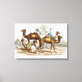 Camels of India Illustration, 1820 Canvas Afdruk