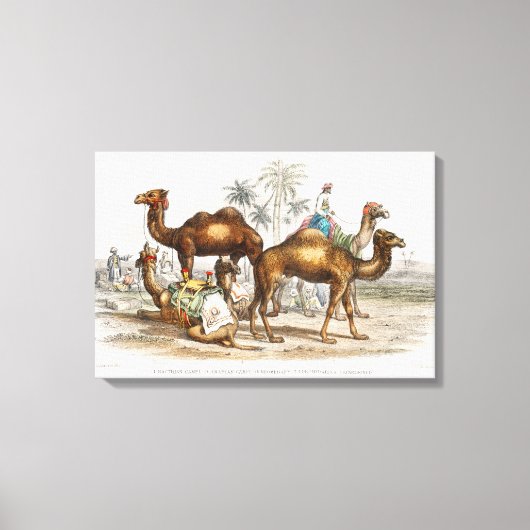 Camels of India  Illustration, 1820 Canvas Afdruk (Voorkant)