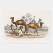 Camels of India  Illustration, 1820 Inpakpapier Vel (Voorkant 3)