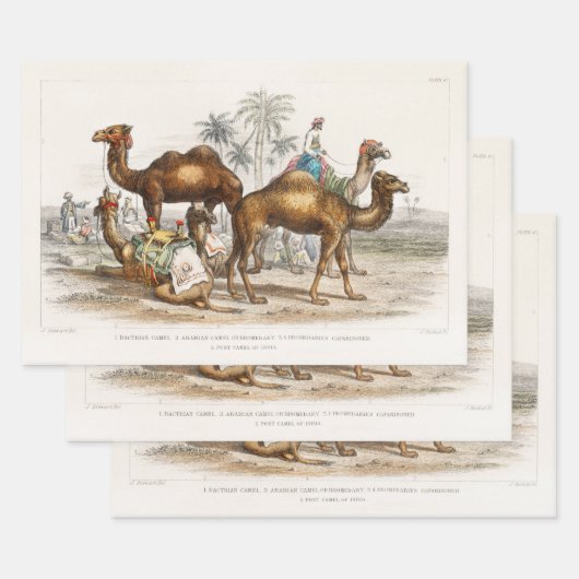 Camels of India  Illustration, 1820 Inpakpapier Vel (Set)