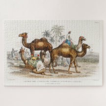 Camels of India  Illustration, 1820