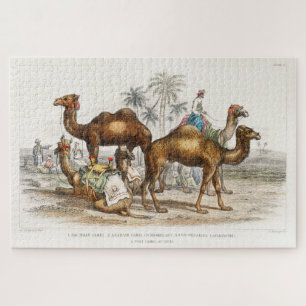 Camels of India  Illustration, 1820 Legpuzzel