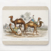 Camels of India Illustration, 1820 Muismat (Voorkant)