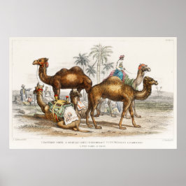Camels of India Illustration, 1820 Poster