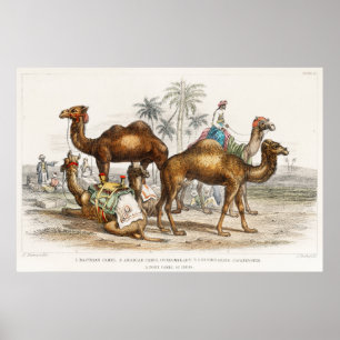 Camels of India Illustration, 1820 Poster
