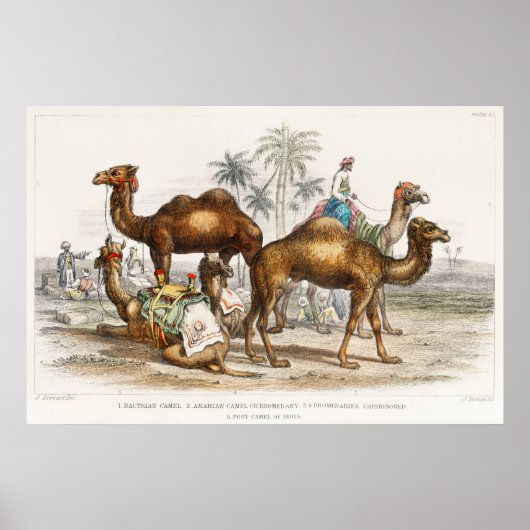 Camels of India  Illustration, 1820 Poster (Voorkant)
