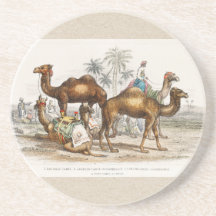 Camels of India  Illustration, 1820