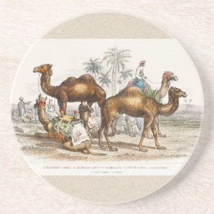 Camels of India  Illustration, 1820 Zandsteen Onderzetter