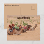 Camels Resting in Mauritanië Briefkaart (Voorkant / Achterkant)