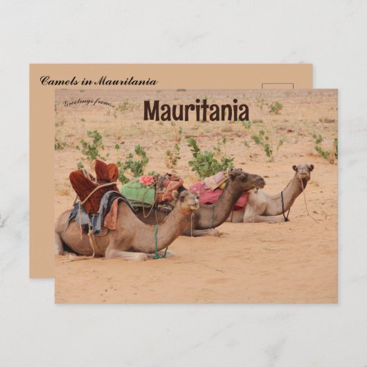 Camels Resting in Mauritanië Briefkaart (Voorkant / Achterkant)