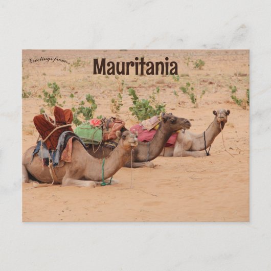 Camels Resting in Mauritanië Briefkaart (Voorkant)