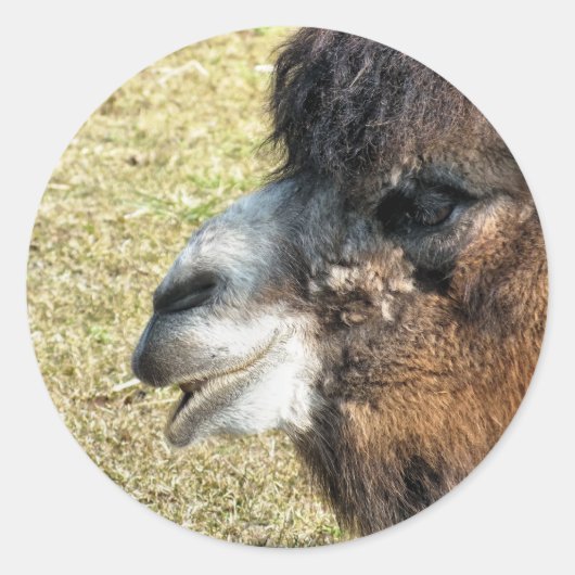 CAMELS RONDE STICKER (Voorkant)