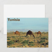 Camels, Tunesische kaart (Voorkant / Achterkant)