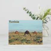 Camels, Tunesische kaart (Staand voorkant)