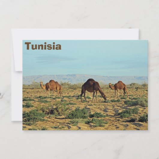 Camels, Tunesische kaart (Voorkant)