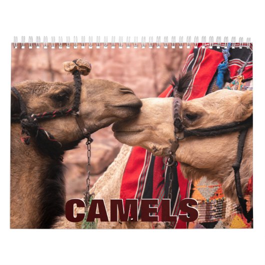 Camels Wall Calendar Kalender (Hoes)