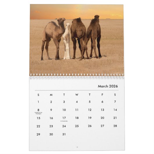 Camels Wall Calendar Kalender (Mar 2026)