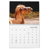 Camels Wall Calendar Kalender (Jan 2026)