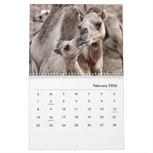 Camels Wall Calendar Kalender (Feb 2026)