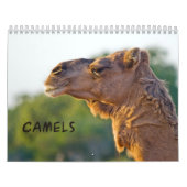 CAMELS Wandkalender Kalender (Hoes)