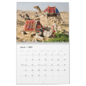 CAMELS Wandkalender Kalender (Mar 2027)