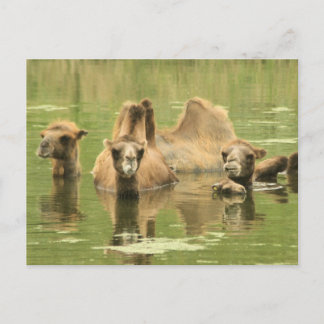 Camels Yum Briefkaart