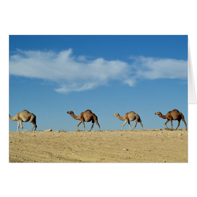 Cameltrein (Voorkant Horizontaal)