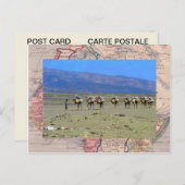 Cameltrein die de Sahara oversteekt Briefkaart (Voorkant / Achterkant)