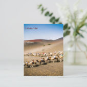 Cameltrein op Lanzarote Briefkaart (Staand voorkant)