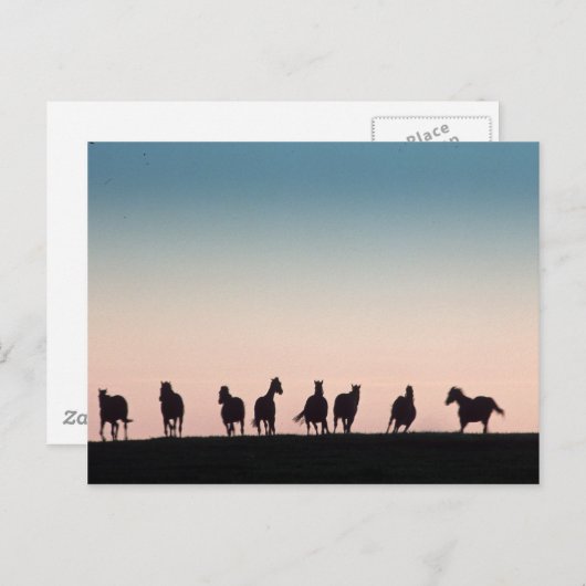 Camera Shy. Briefkaart (Voorkant / Achterkant)