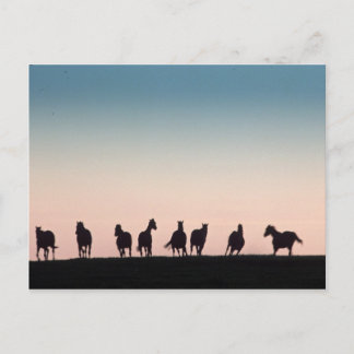 Camera Shy. Briefkaart