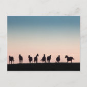 Camera Shy. Briefkaart (Voorkant)