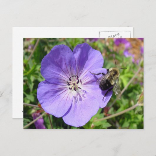 Camera Shy Bumble Bee Briefkaart (Voorkant / Achterkant)