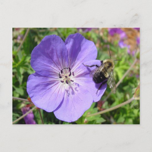 Camera Shy Bumble Bee Briefkaart (Voorkant)
