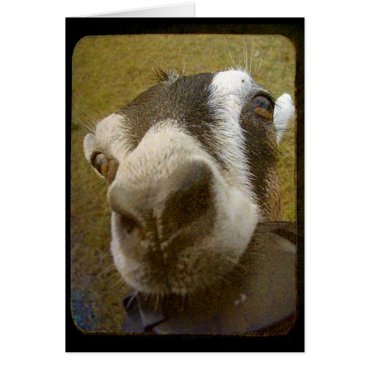 Camera Yum. (Voorkant)