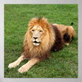 Cameron 1 11x11 poster (Voorkant)