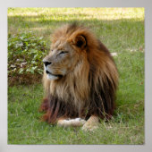 Cameron 3 11x11 poster (Voorkant)