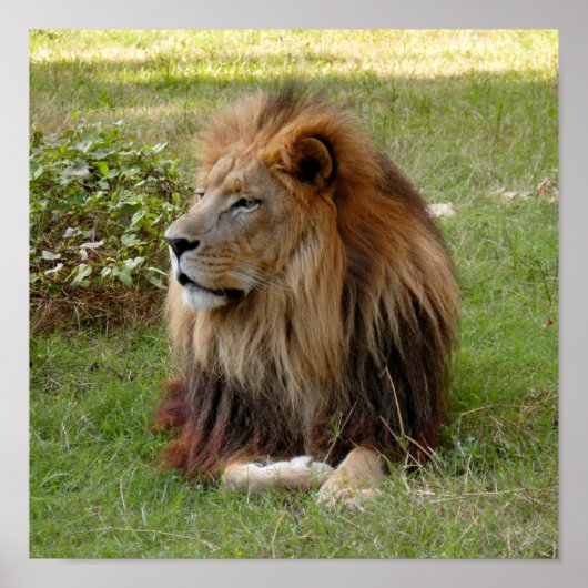 Cameron 3 11x11 poster (Voorkant)