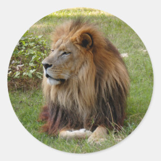 Cameron 3 11x11 ronde sticker