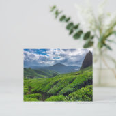 Cameron Highlands Tea Plantation Briefkaart (Staand voorkant)