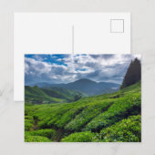 Cameron Highlands Tea Plantation Briefkaart (Voorkant / Achterkant)