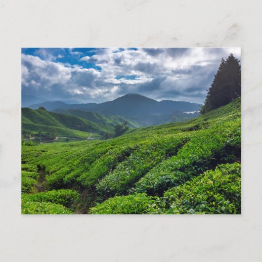 Cameron Highlands Tea Plantation Briefkaart (Voorkant)