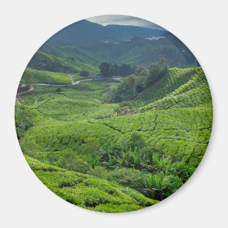 Cameron Highlands Tea Plantation Magneet