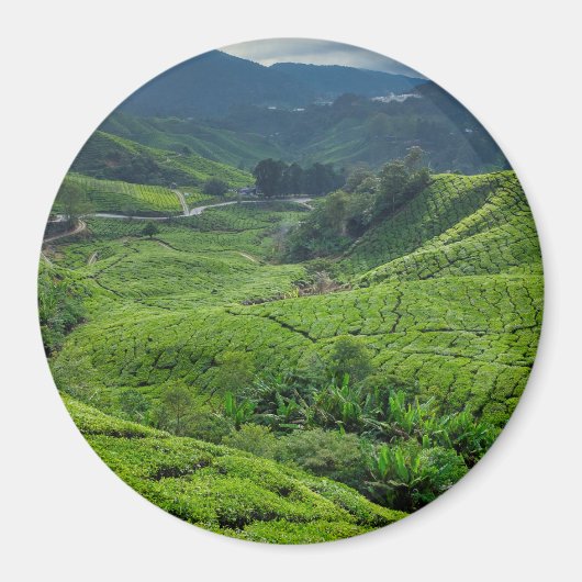 Cameron Highlands Tea Plantation Magneet (Voorkant)